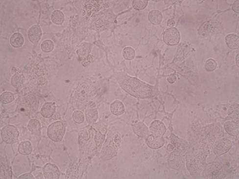Coltura primaria di rene suino: effetto citopatico da SHV-1