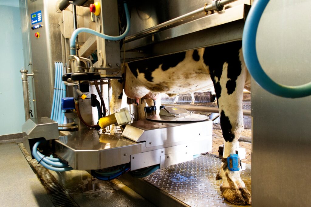 Misuratore Del Latte PSU 31 Kg Per Sala Di Mungitura – Bottiglia Trasparente Graduata Per Calcolo Preciso, Installazione Semplice, Per Allevamenti Moderni